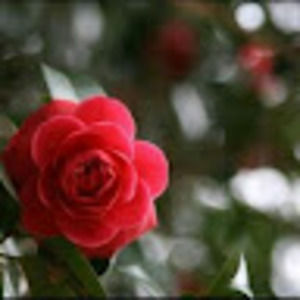 Meet your Posher, Helena